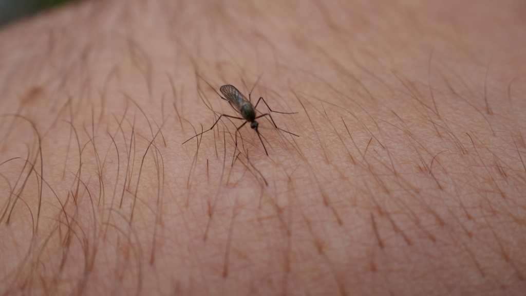 How to Identify Common Bug Bites